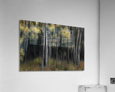 Aspen Tree Grove Into Darkness  Impression acrylique