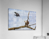 Crow Attacking Bald Eagle  Impression acrylique