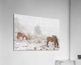 Horses Winter Snow Fog  Impression acrylique
