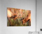 Bull Elk Sparring In The Mix  Impression acrylique