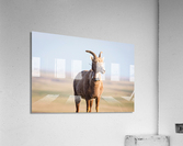 Big Horn Sheep Lucky Number 13  Acrylic Print