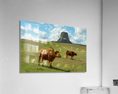 Longhorn Cattle and Devils Tower  Acrylic Print