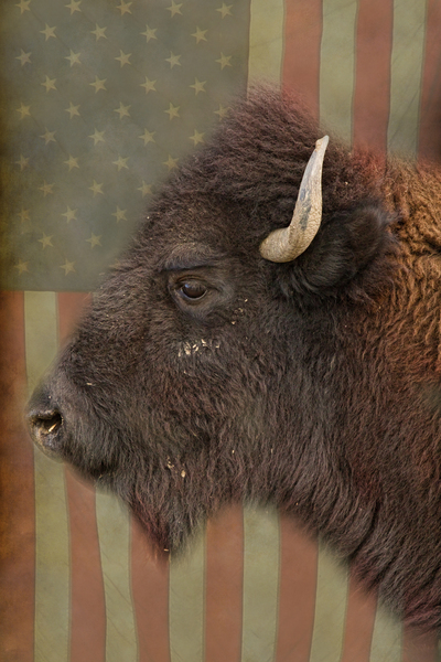 American Bison Profile Téléchargement Numérique