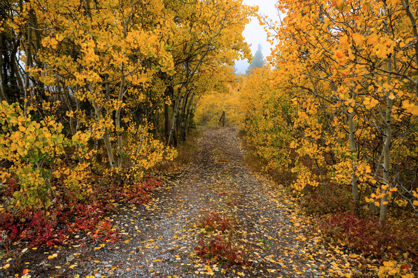 Colorful Autumn Hiking Path Digital Download