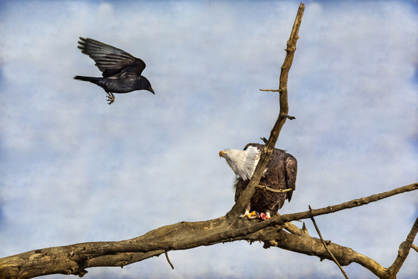 Crow Attacking Bald Eagle Digital Download