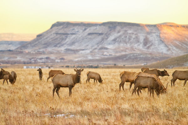 Elk Heard Grazing Rocky Mountain Foothills Téléchargement Numérique