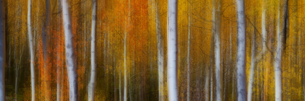 Forest Color Burst Modern Abstract 60x20 Téléchargement Numérique