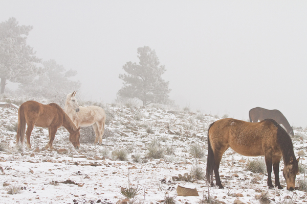 Horses Winter Snow Fog Téléchargement Numérique