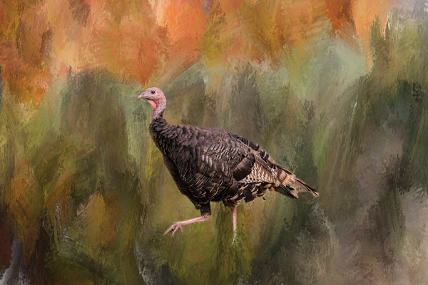 Native Merriam Turkey Digital Download