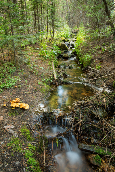 Wild Mushrooms Along Creek Téléchargement Numérique