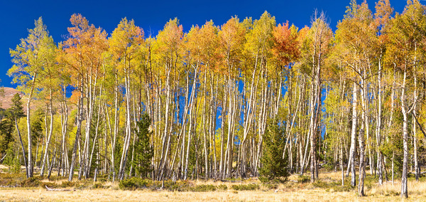 autumn aspen trees Panorama1 Digital Download