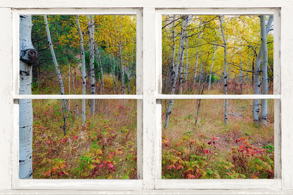 Autumn Forest Delight Rustic Window View Digital Download