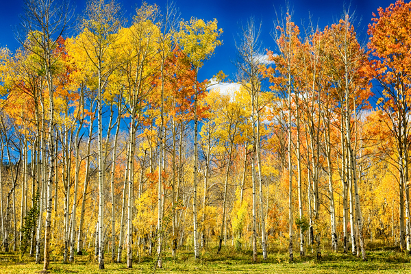 colorful colorado autumn aspen trees Digital Download