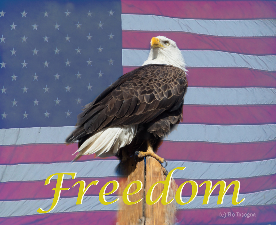 American Freedom  Print