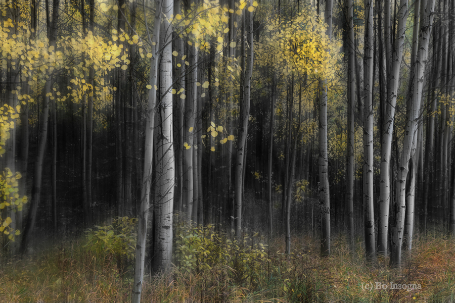 Aspen Tree Grove Into Darkness  Print