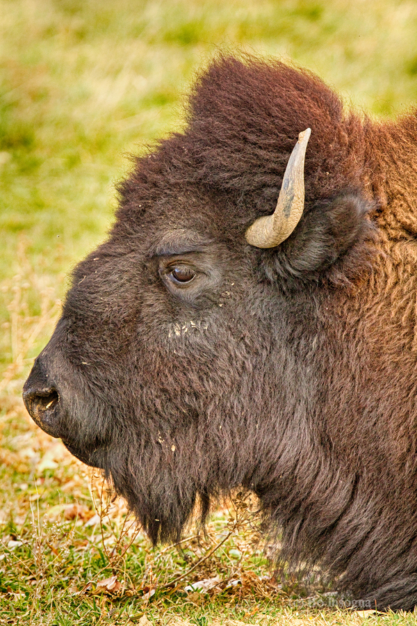 Bison Headshot Profile a  Imprimer