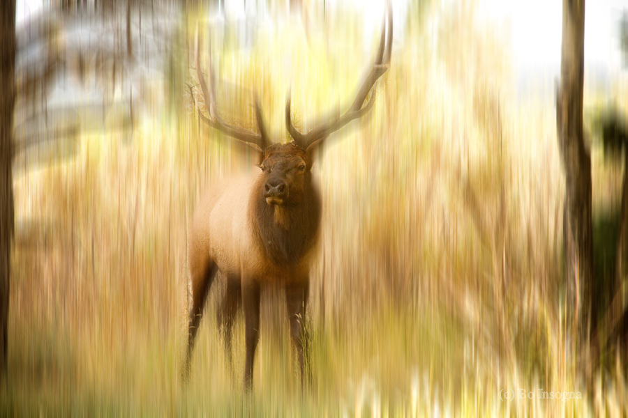 Bull Elk Forest Dreaming  Print