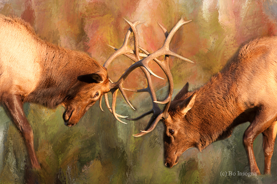 Bull Elk Sparring In The Mix  Print