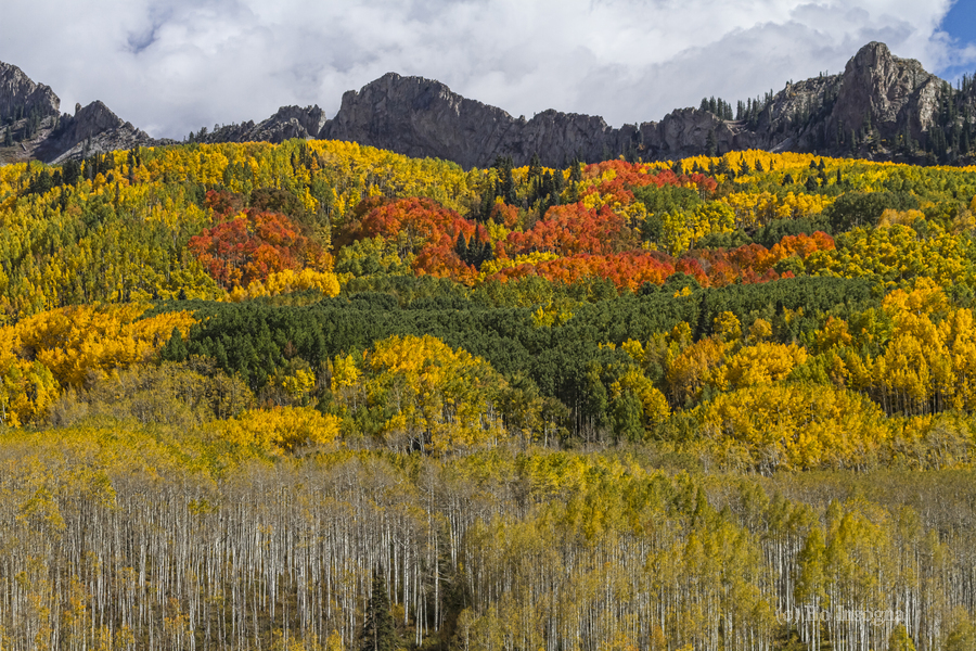 Colorado Kebler Pass Fall Foliage  Print