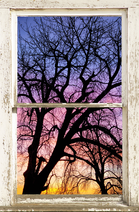 Colorful Tree White Farm House Window Portrai  Print