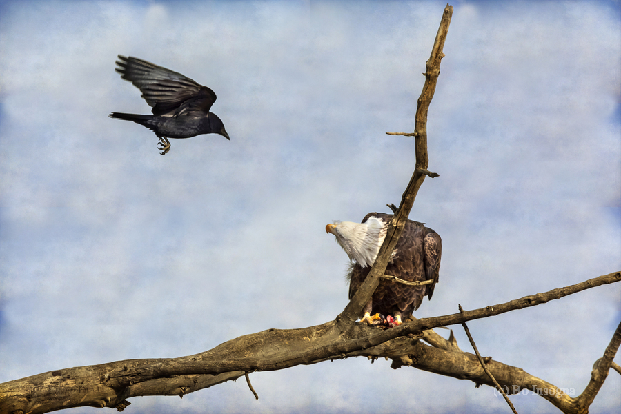 Crow Attacking Bald Eagle  Imprimer