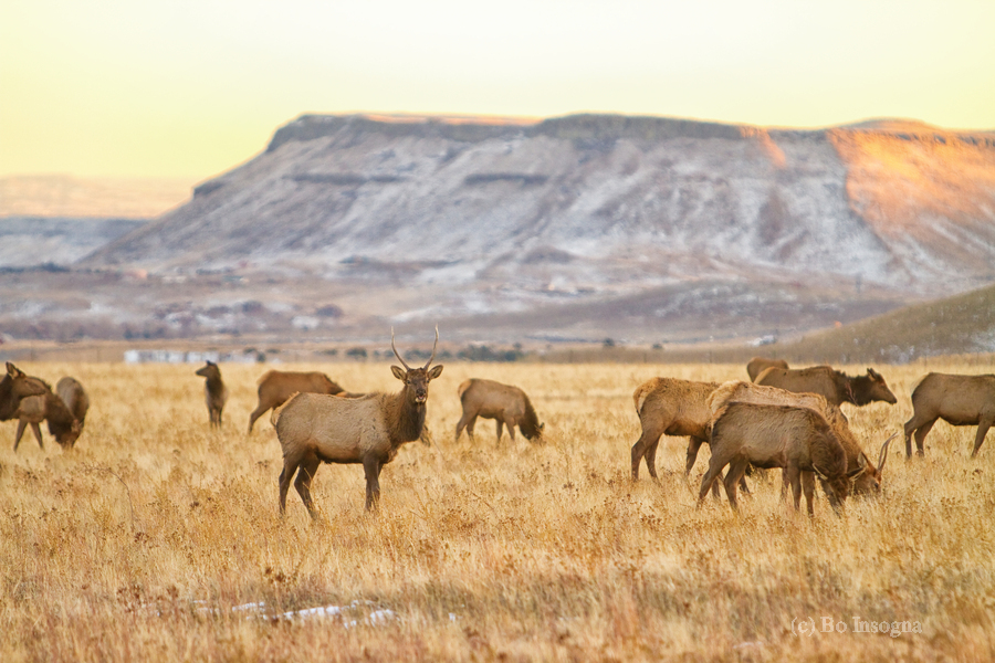 Elk Heard Grazing Rocky Mountain Foothills  Print