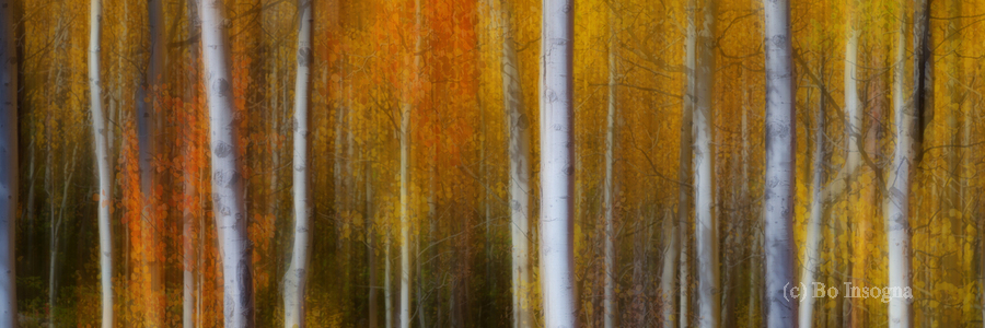 Forest Color Burst Modern Abstract 60x20  Print