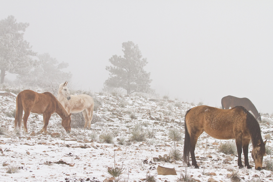 Horses Winter Snow Fog  Print