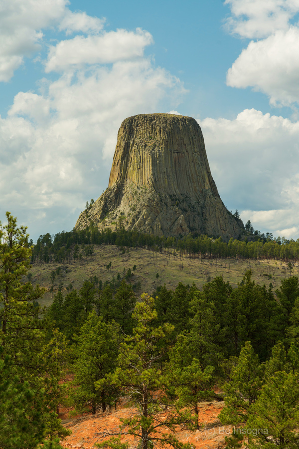 Majestic Devils Tower in Wyoming Surrounded by Pine Forest  Print