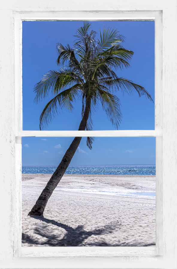Palm Tree Tropical Window View  Print