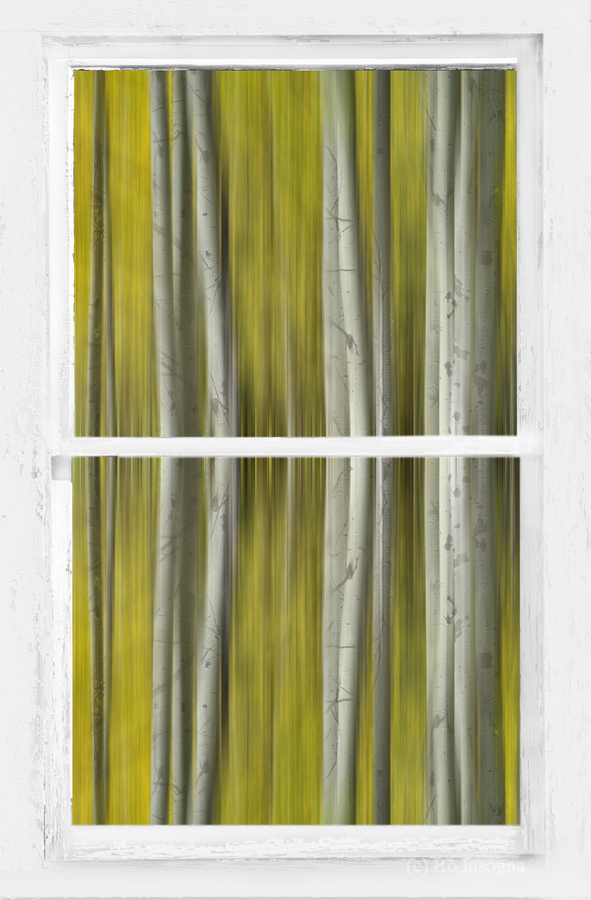 Surreal Dreamy Aspen Forest White Rustic Window  Print