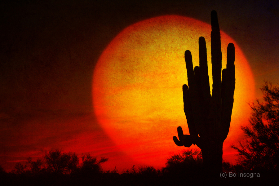 Big Sun Saguaro Sunset  Print