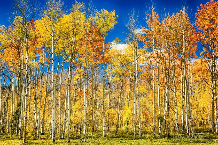 colorful colorado autumn aspen trees  Print