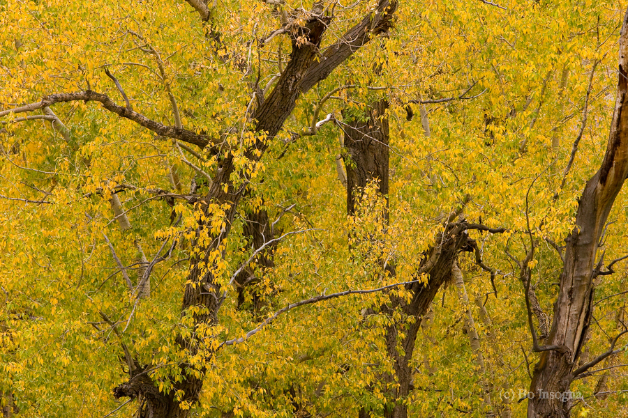 Cottonwood Tree Fall Foliage  Print