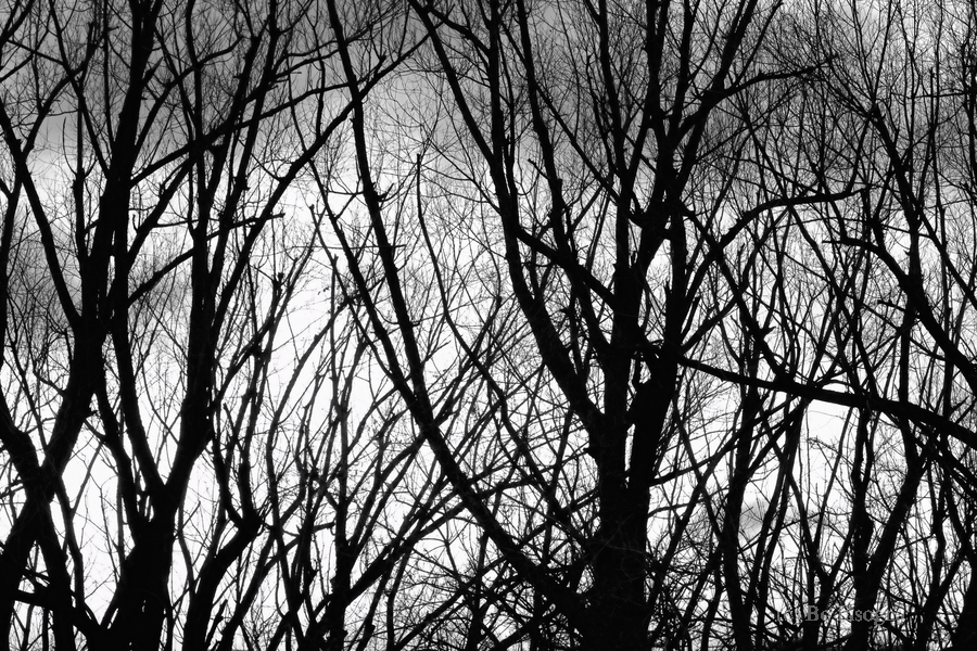 Tree Branches Into The Night  Print