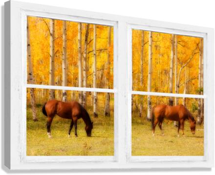 2 Horses Aspen Trees Whitewash Picture Window  Canvas Print