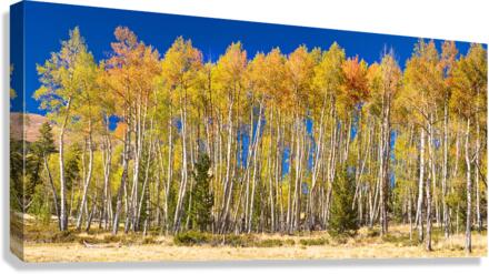 autumn aspen trees Panorama1  Canvas Print