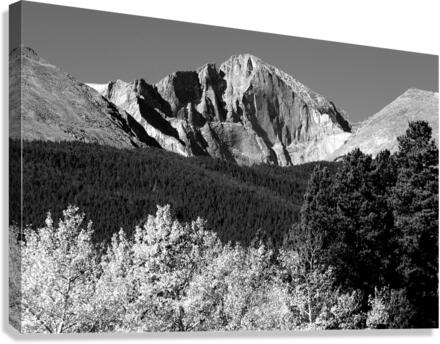 Longs Peak Autumn Aspen Landscape View BW  Impression sur toile