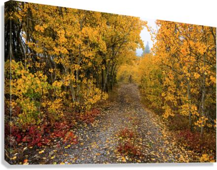 Colorful Autumn Hiking Path  Canvas Print