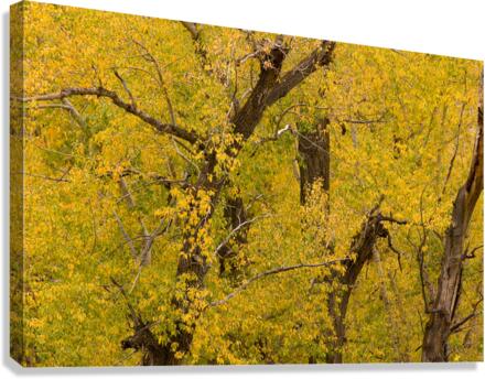 Cottonwood Tree Fall Foliage  Canvas Print