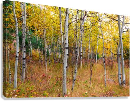 Happy Place In Woods  Canvas Print