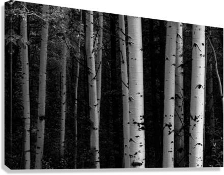 Shades Of A Forest  Impression sur toile