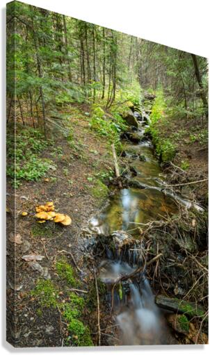 Wild Mushrooms Along Creek  Impression sur toile