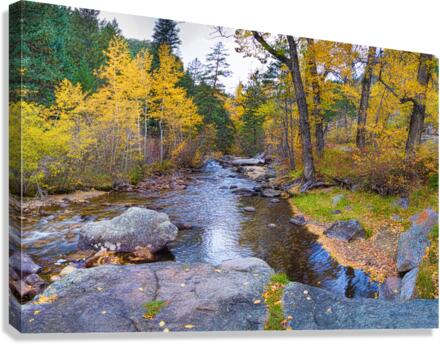 Special Place In The Woods  Canvas Print
