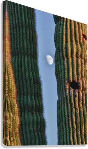  Southwest Saguaro Moon  Canvas Print