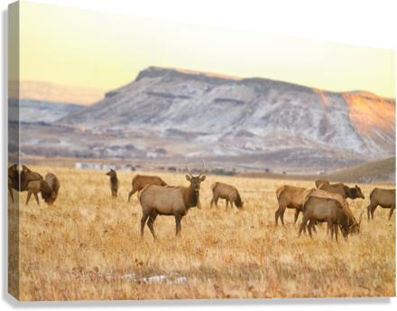 Elk Heard Grazing Rocky Mountain Foothills  Canvas Print