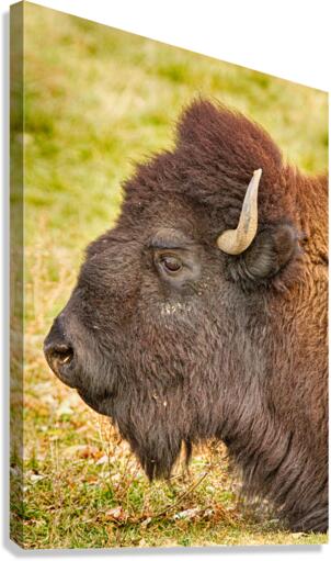 Bison Headshot Profile a  Canvas Print