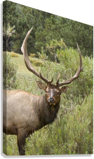 Bull Elk Eyes  Canvas Print