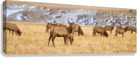 Elk Heard Colorado Foothills Plains Panorama  Canvas Print