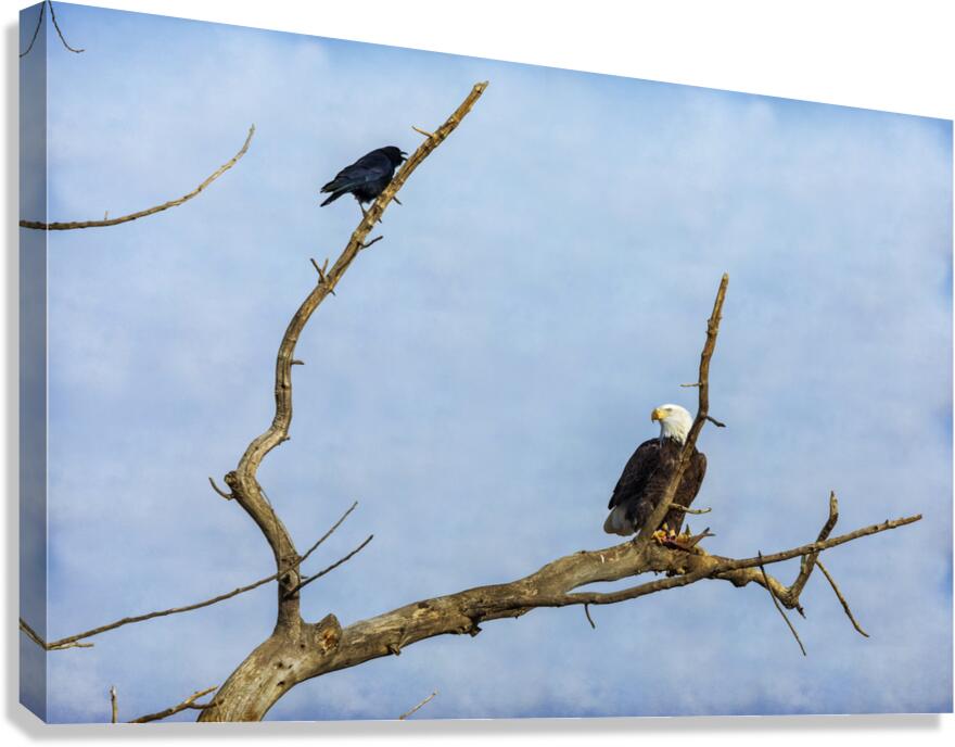 Bald Eagle Crow  Impression sur toile